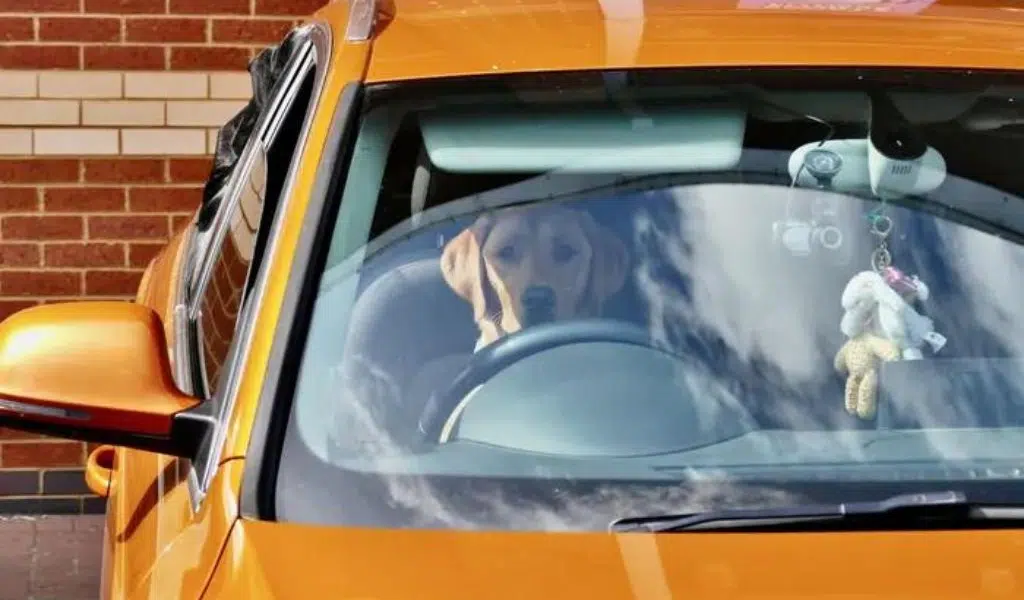 A cat in a drier and a dog in the driving seat