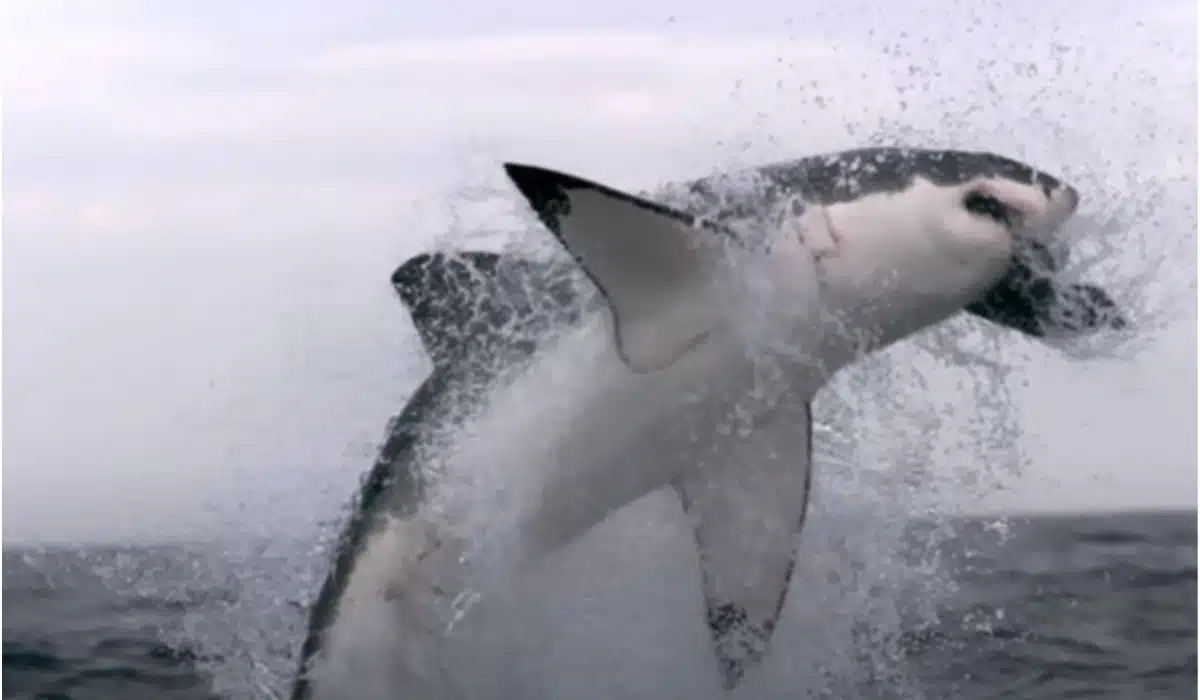 Australia Shark-Infested Waters
