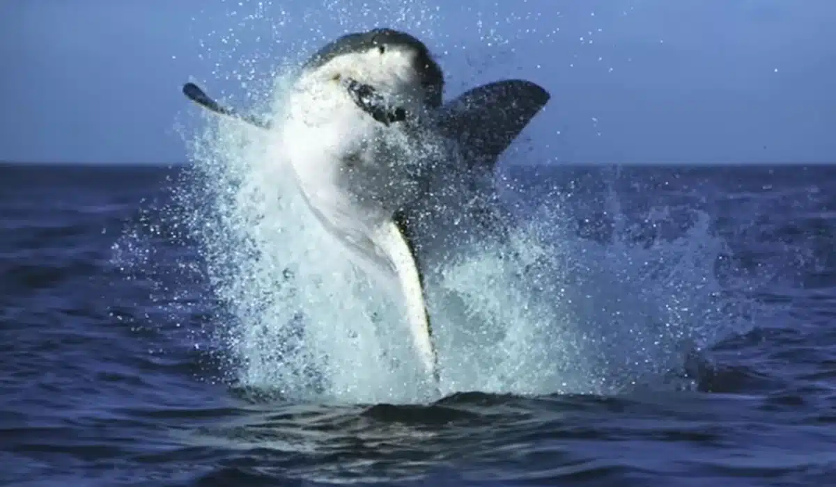 Hawaii Shark-Infested Waters