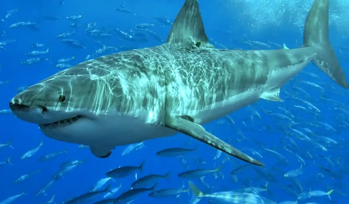 Most Shark-Infested Waters