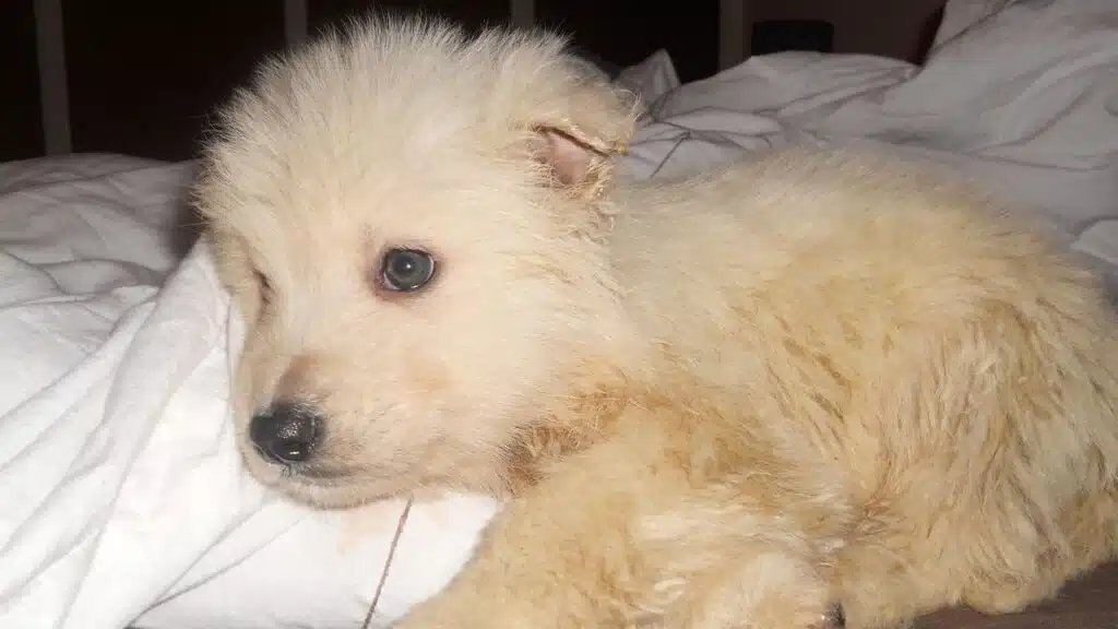 Urgent vs Non-Urgent Pet Health Issues