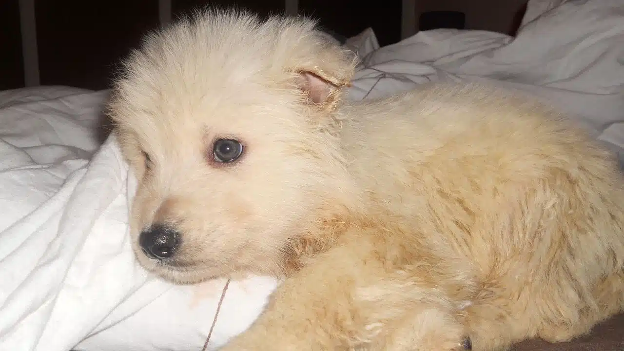 Urgent vs Non-Urgent Pet Health Issues