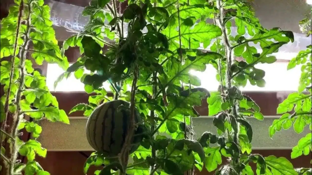 Scientists Grow Watermelons in Antarctica