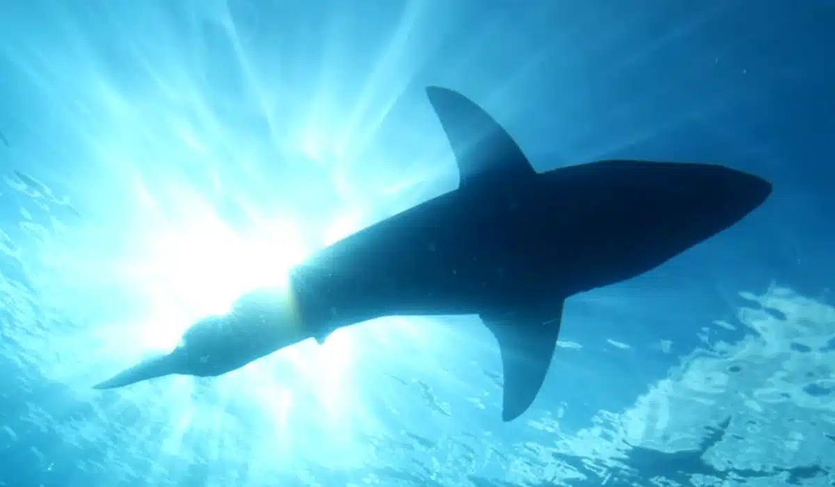 Most Shark-Infested Waters