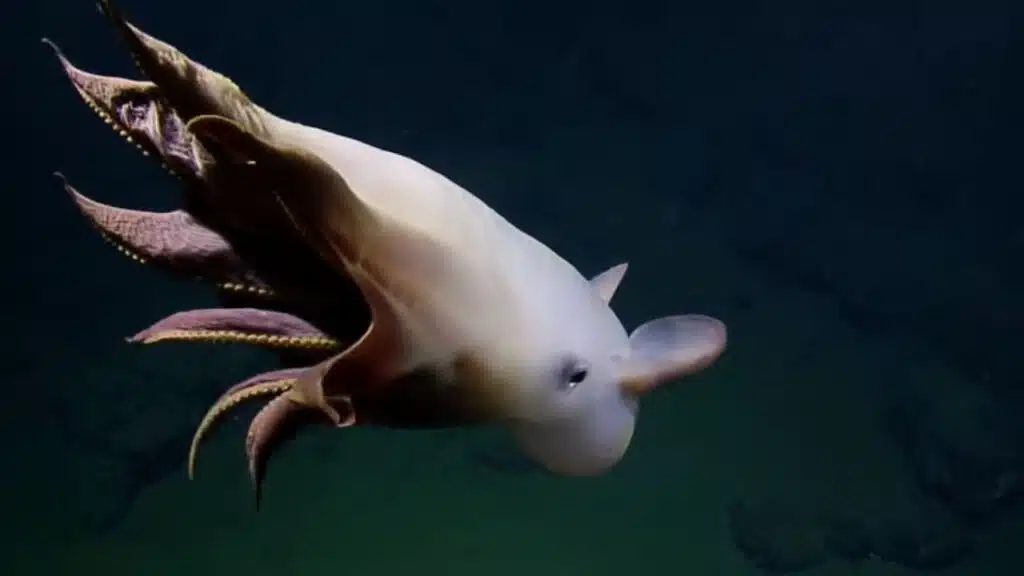 Dumbo Octopus Captured
