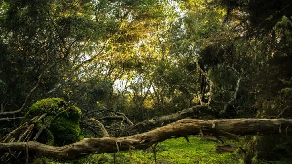 Jumanji Game Console PC Launch