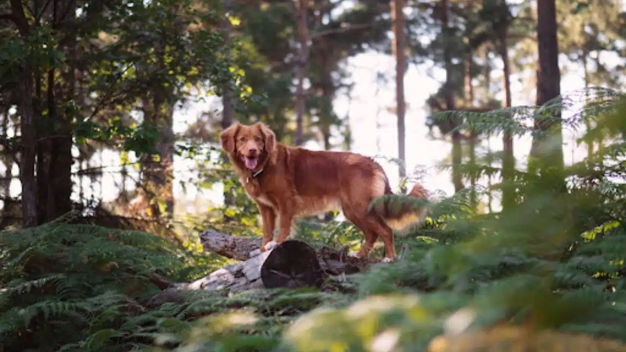 Ensuring Ideal Health Conditions for Your Dog