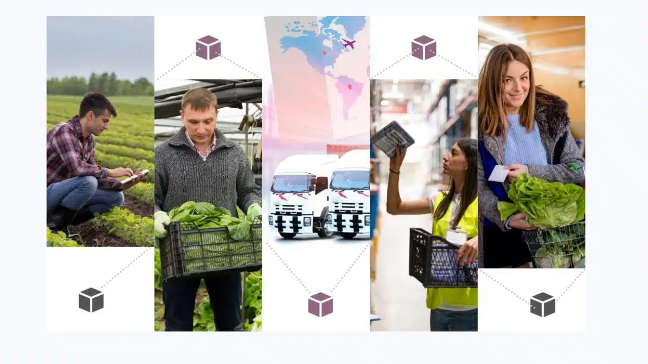 Fish Vendors Seafood Visibility