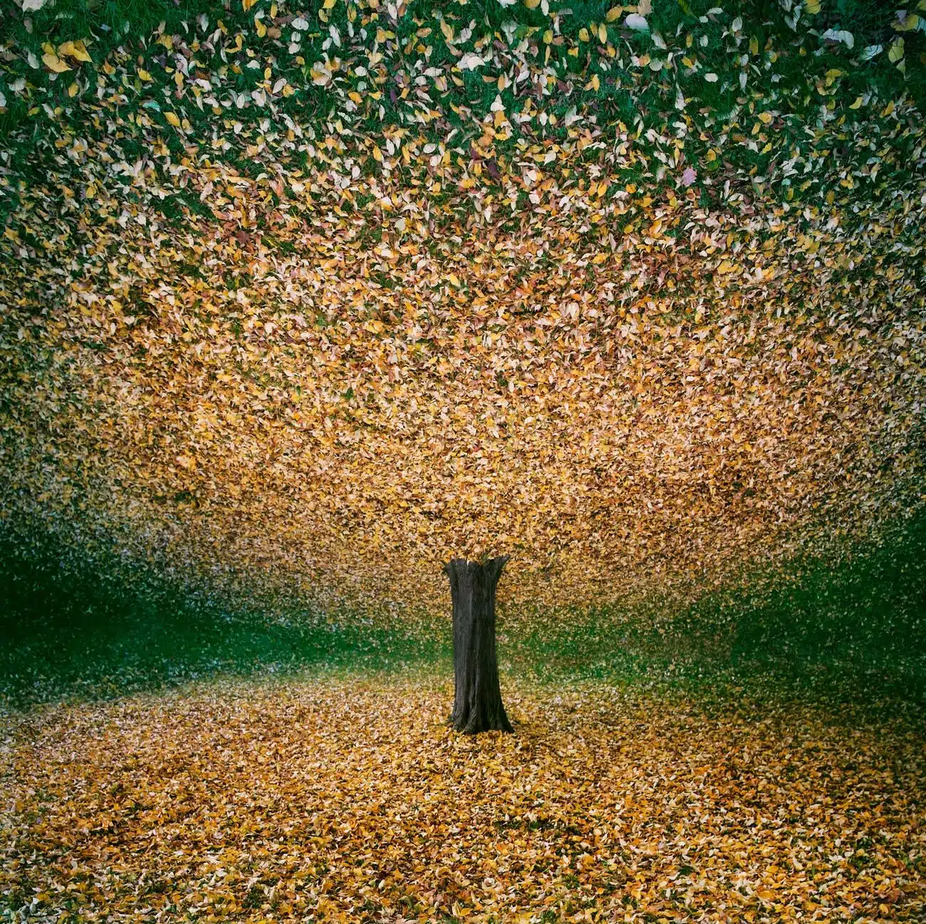 Autumn leaves mirror image