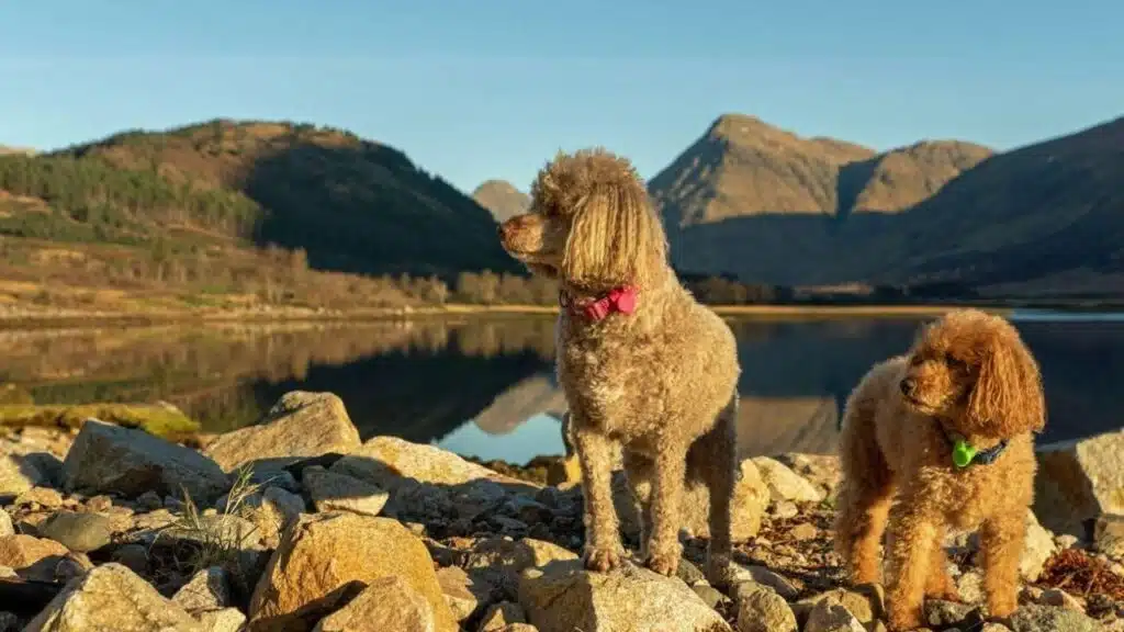 Hypoallergenic Pets that Won't Make You Sneeze