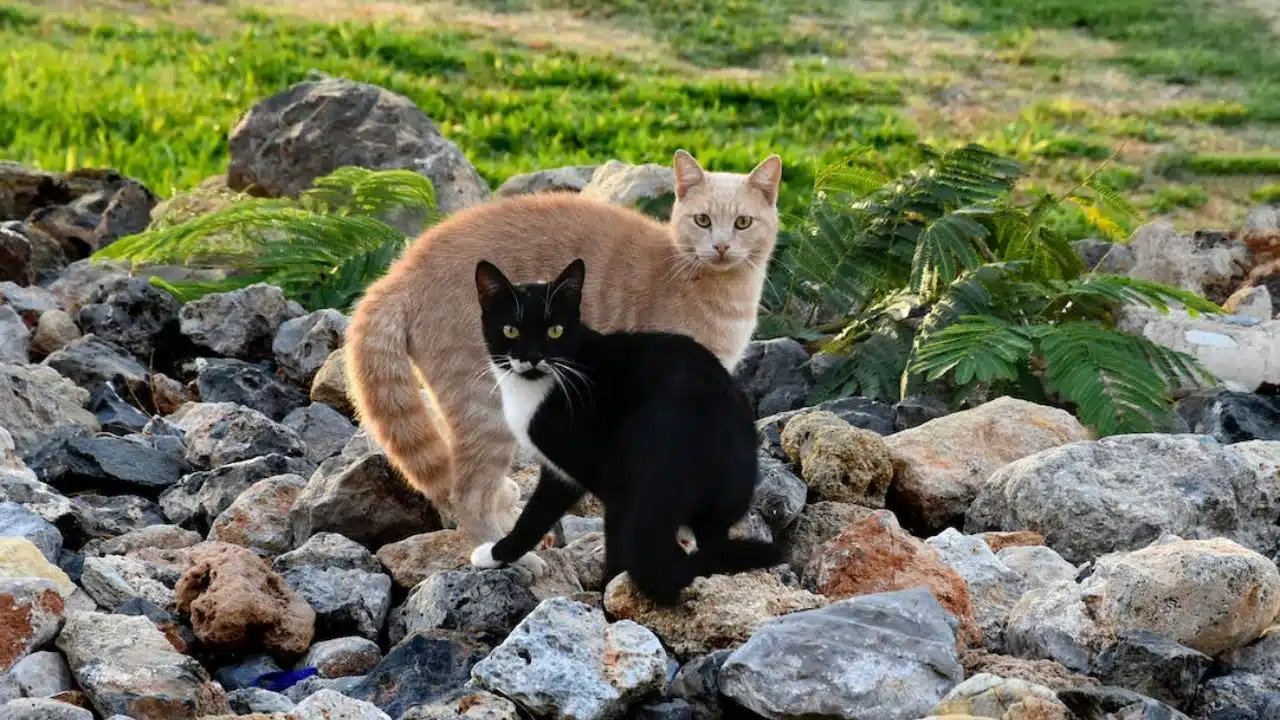 Hypoallergenic Pets that Won't Make You Sneeze