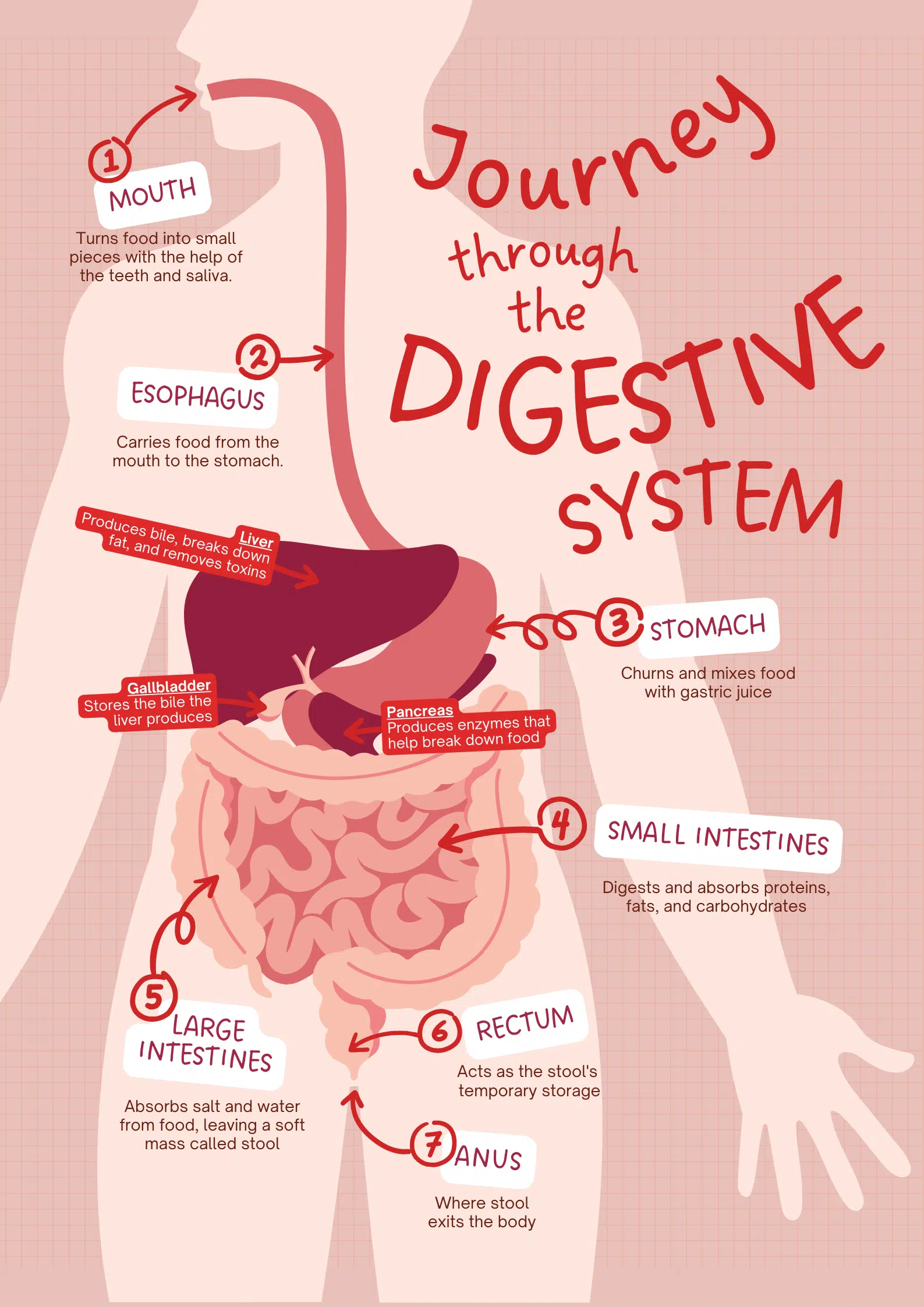 The Digestive System