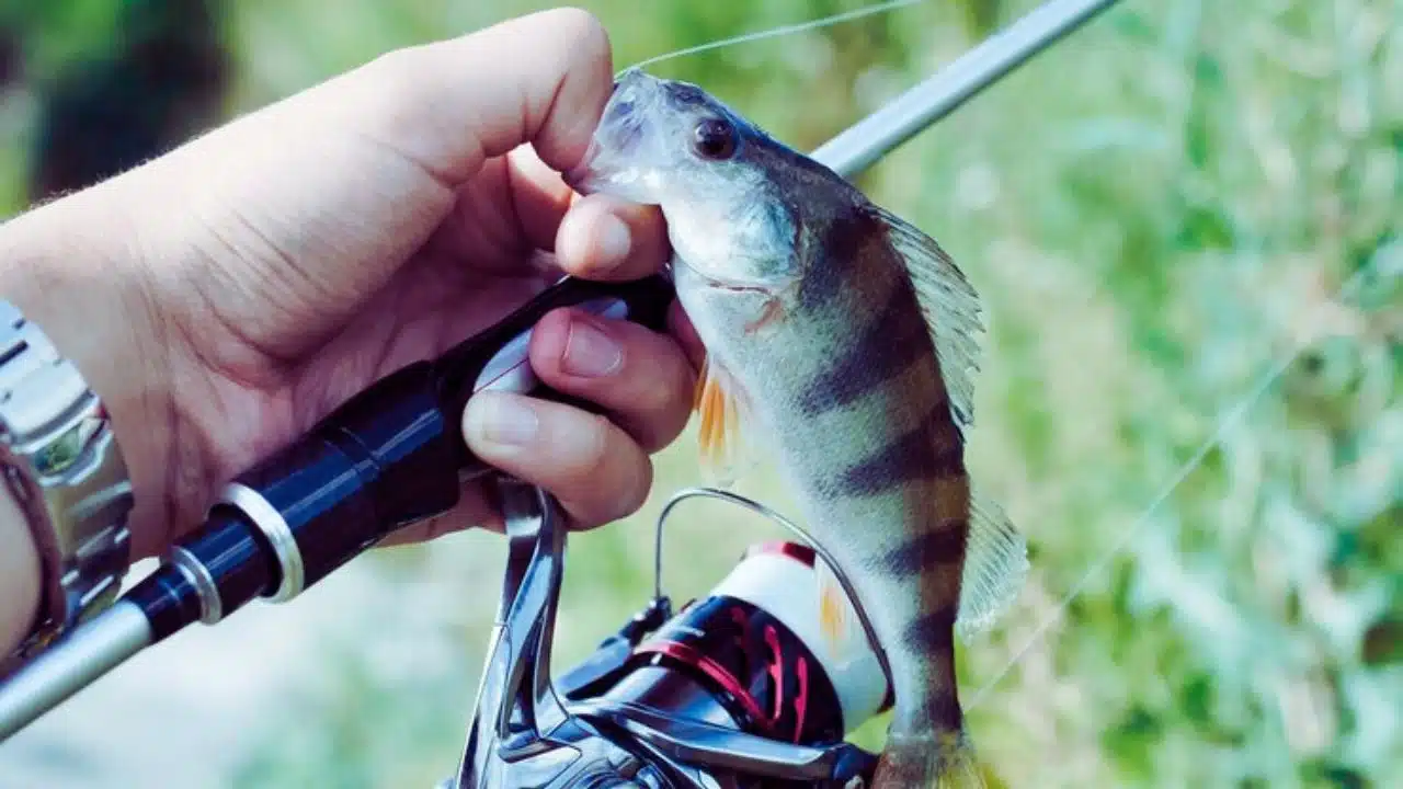 UK fishing bans to curb overfishing