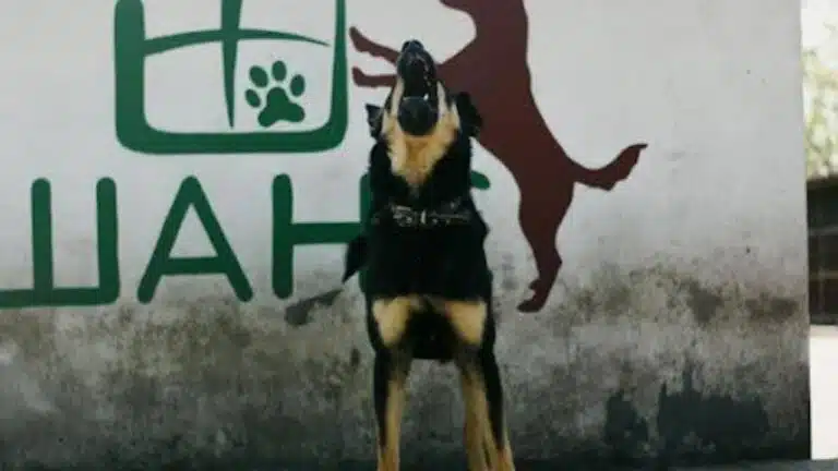 What to Do After a Dog Bite in Connecticut