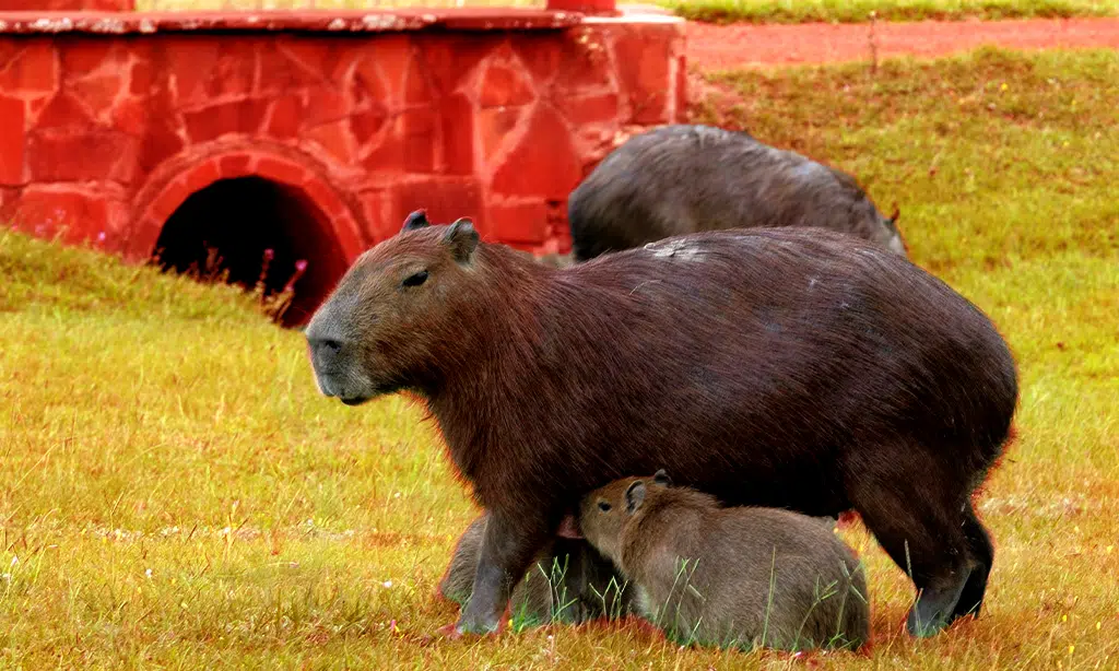 Unique Wildlife and Biodiversity in Venezuela