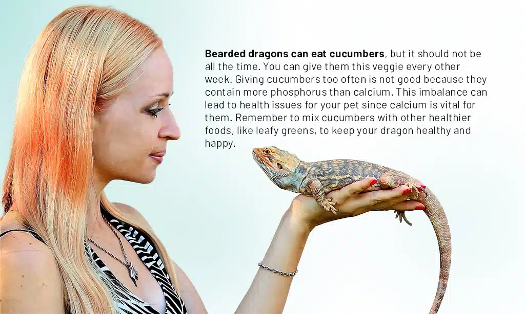 How Often Can Bearded Dragons Eat Cucumbers