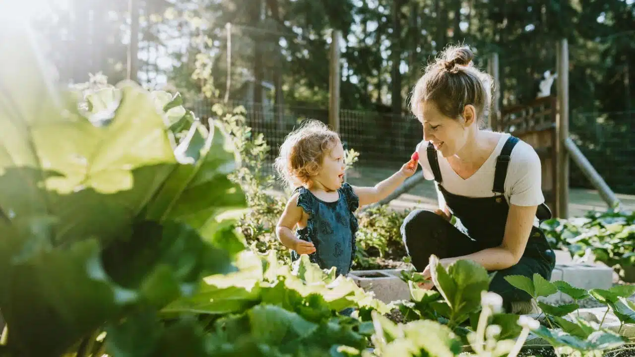 Family Harvesting Vegetables From Garden at Small Home Farm
