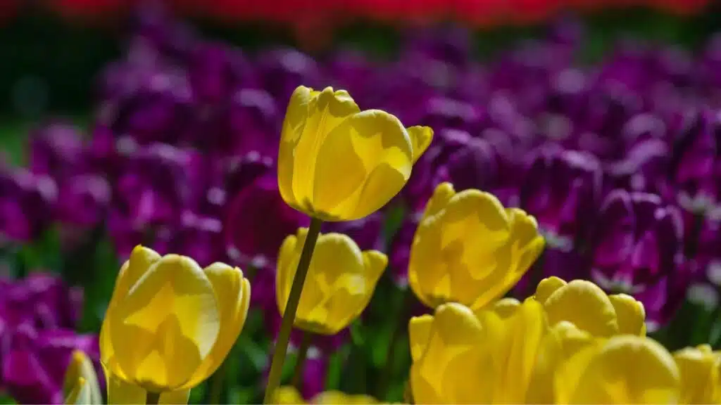 First Day of Spring 2024