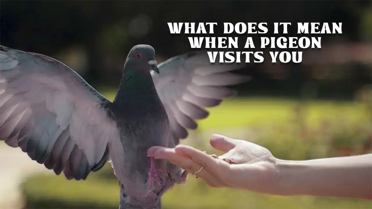what does it mean when a pigeon visits you