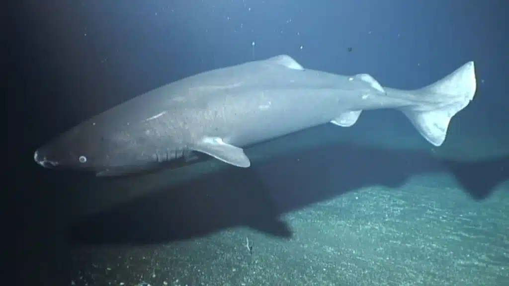 Century Old Shark Species At RIsk