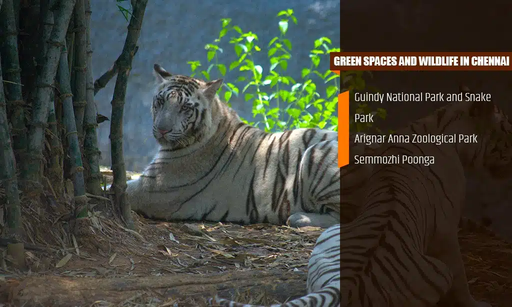 wildlife in Chennai