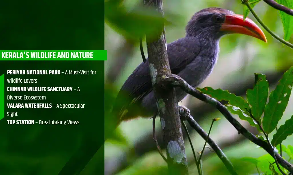 top wildlife and nature in kerala