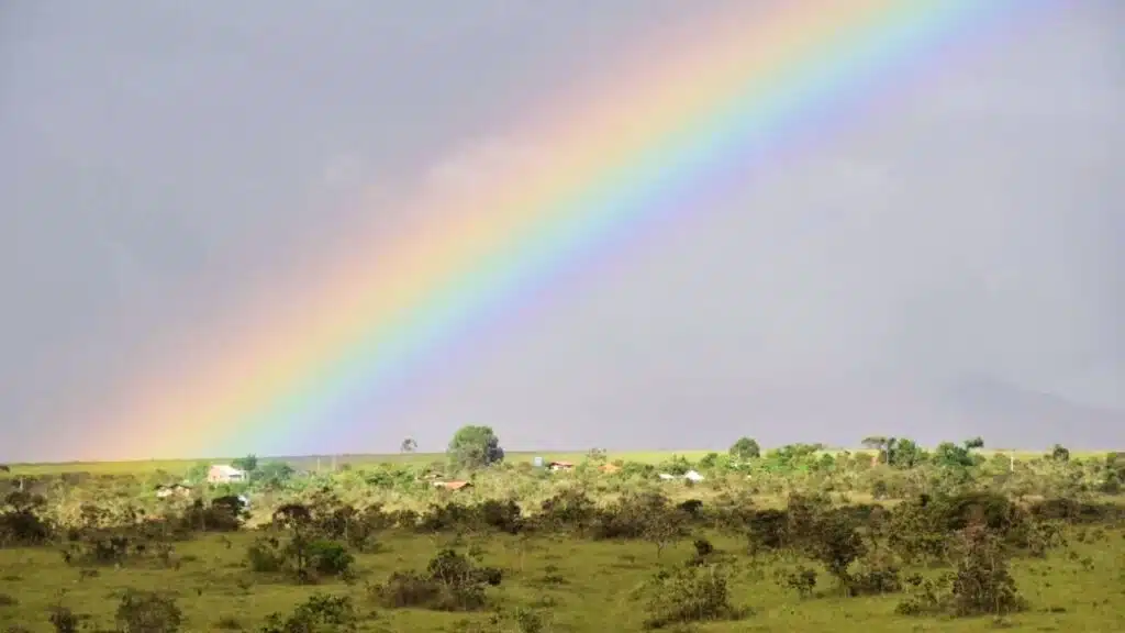Brazil Cerrado Deforestation