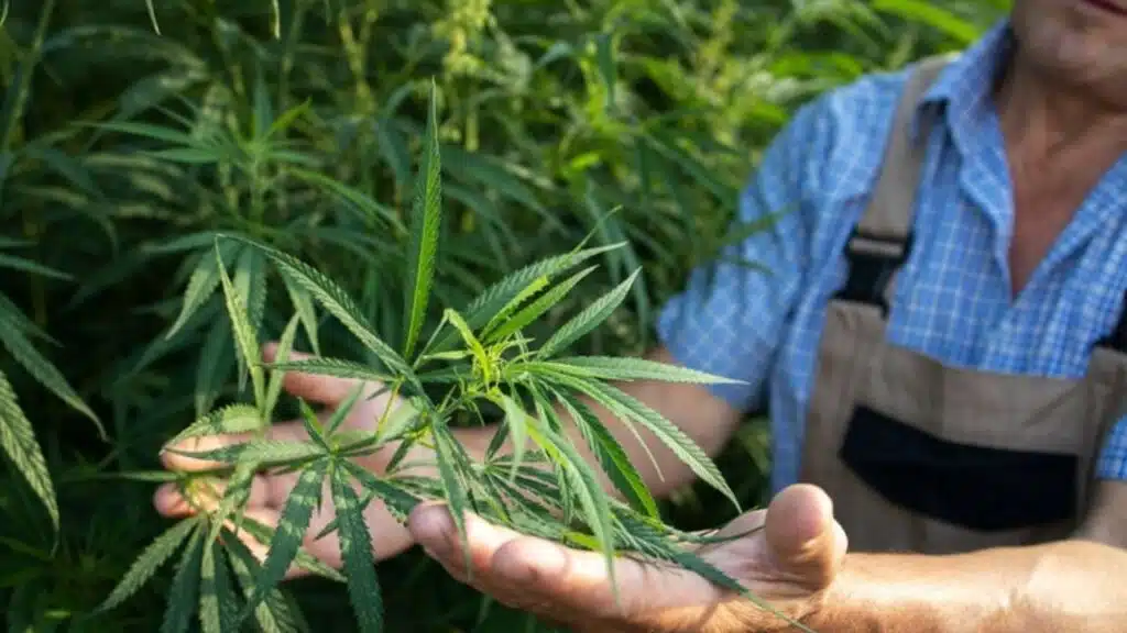 Cannabinoid Rich Strains in 2024