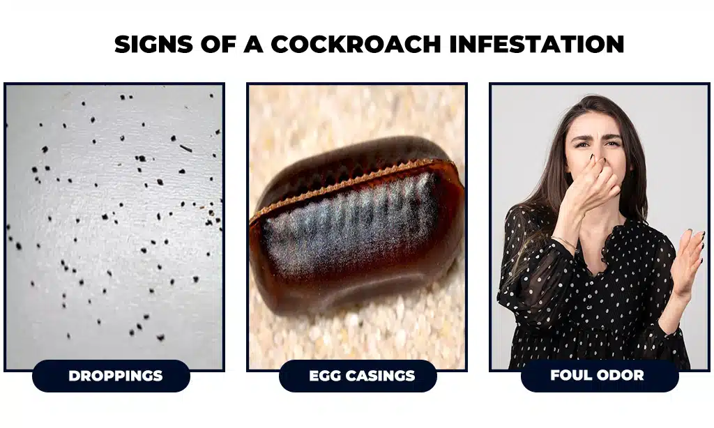 Signs of a Cockroach Infestation