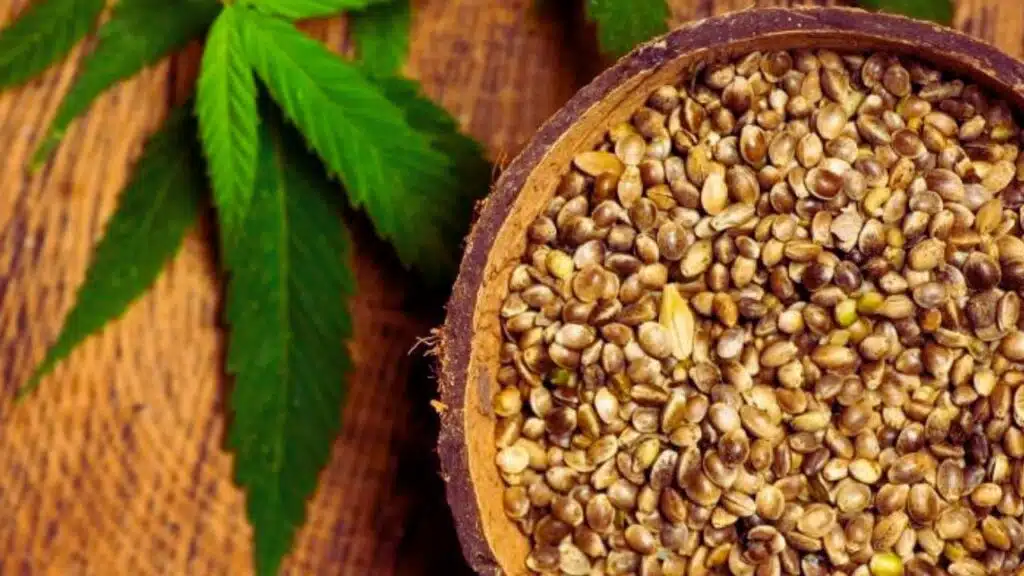 buying autoflower seeds guide