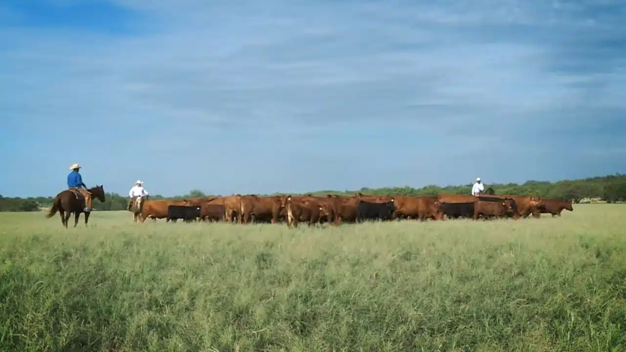 Animal Rights vs Farmers Sonoma County Ban