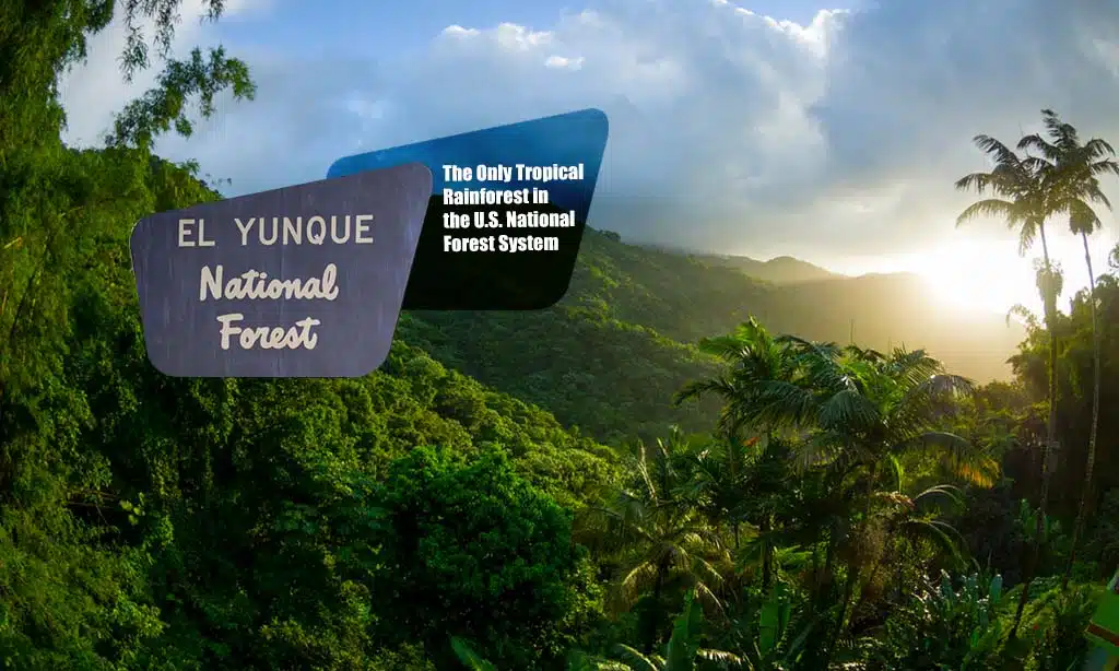 El Yunque National Forest is the Only Tropical Rainforest in the U.S. National Forest System