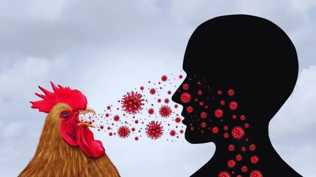 H5N1 Bird Flu Effects on Humans