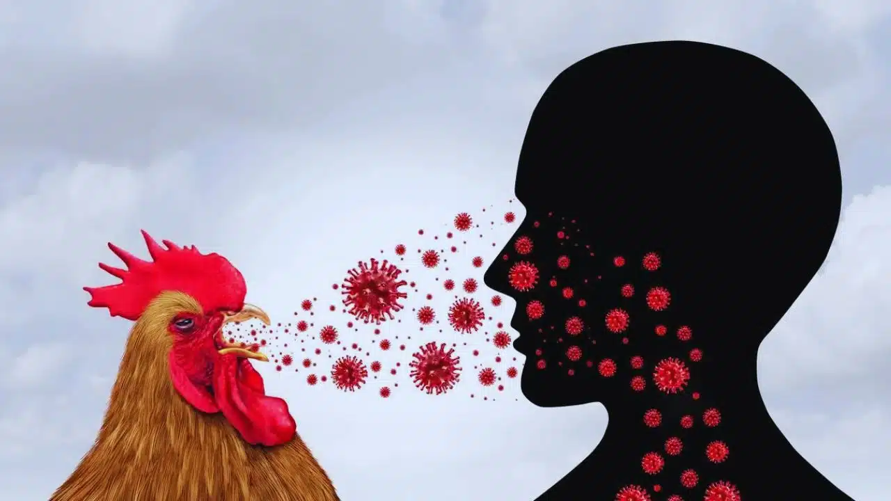 H5N1 Bird Flu Effects on Humans