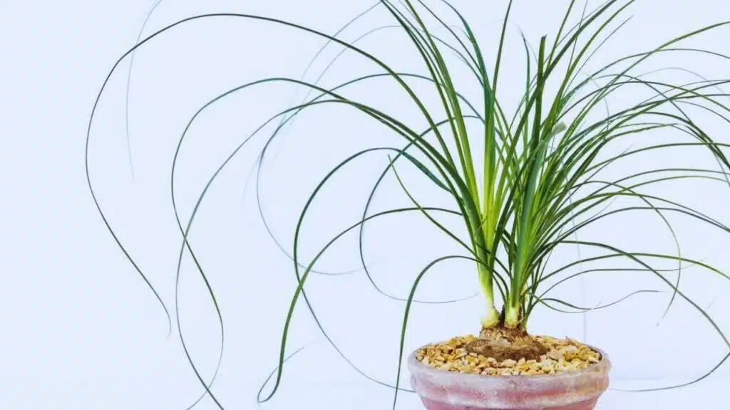 Ponytail Palm (Beaucarnea Recurvata)