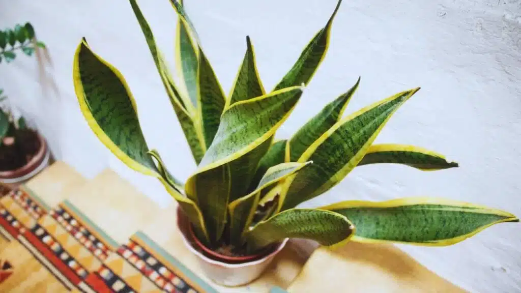 A snake plant (Dracaena trifasciata) in a pot on the stairs in a domestic home with bright daylight
