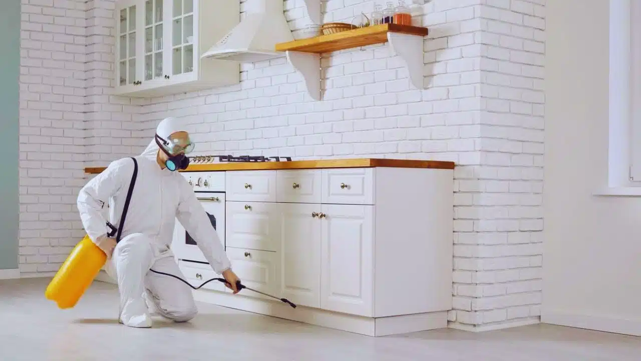 Summer Pest Control Expert Tips