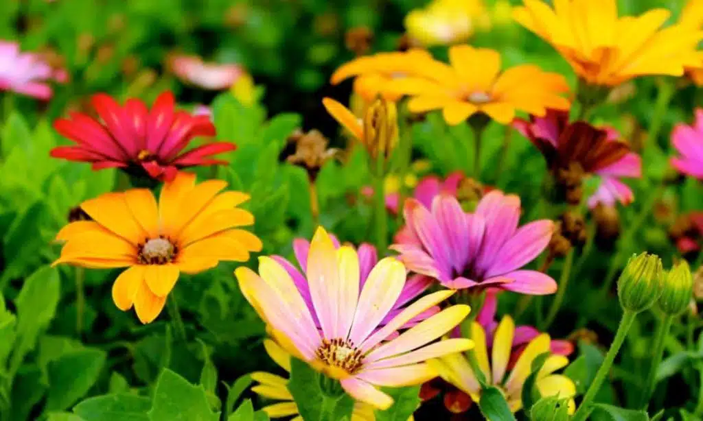 Use a light cleanser every day