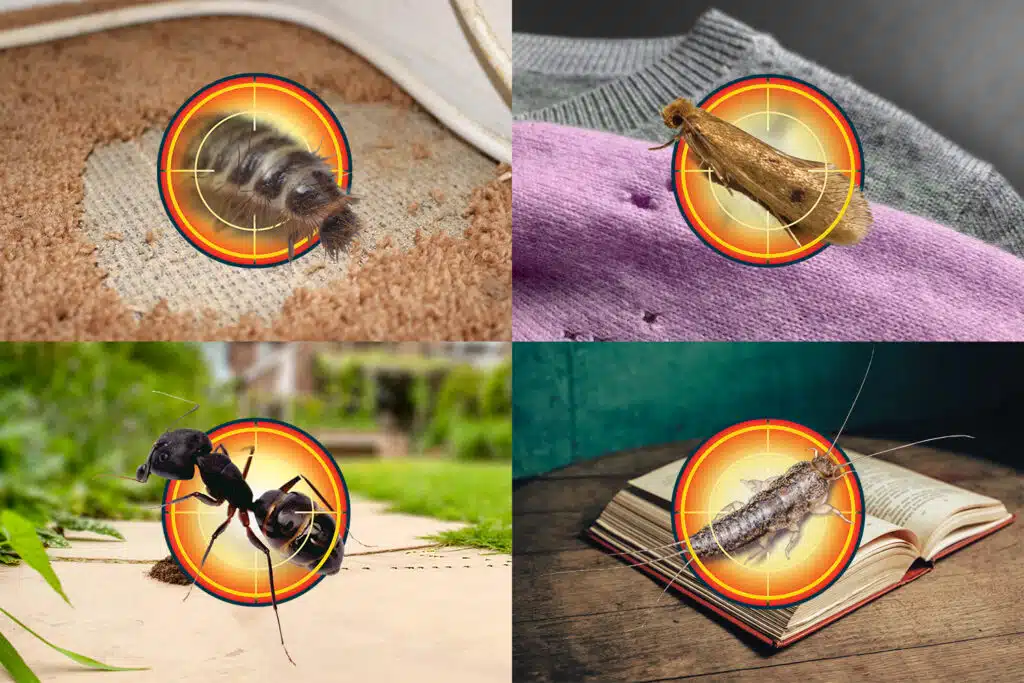 A Guide to Pest Control