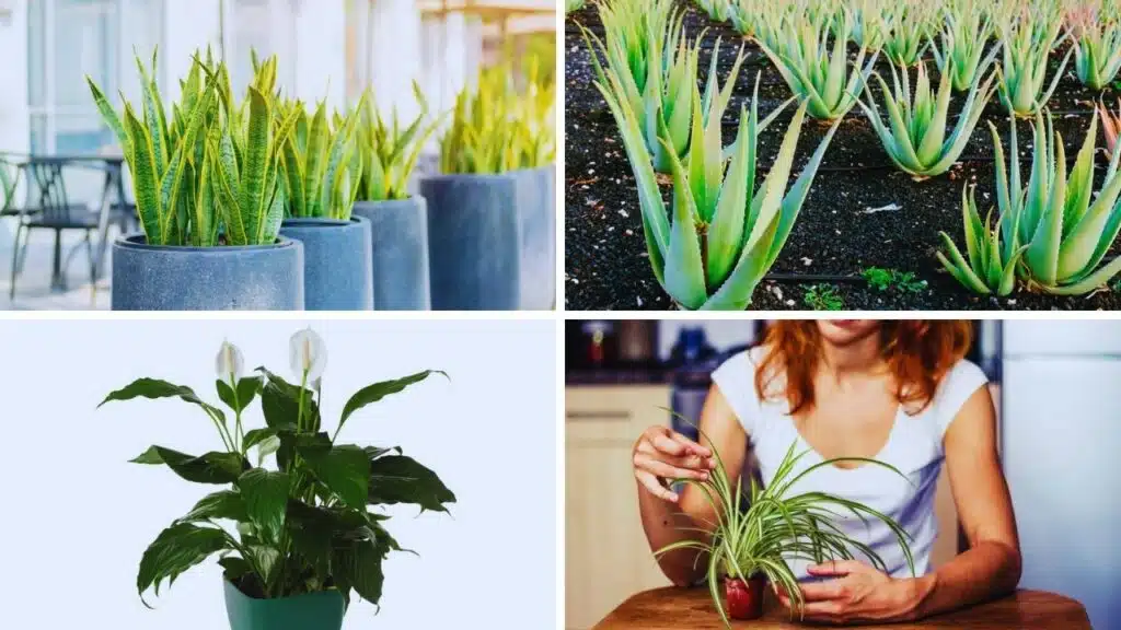 Air-Purifying Plants