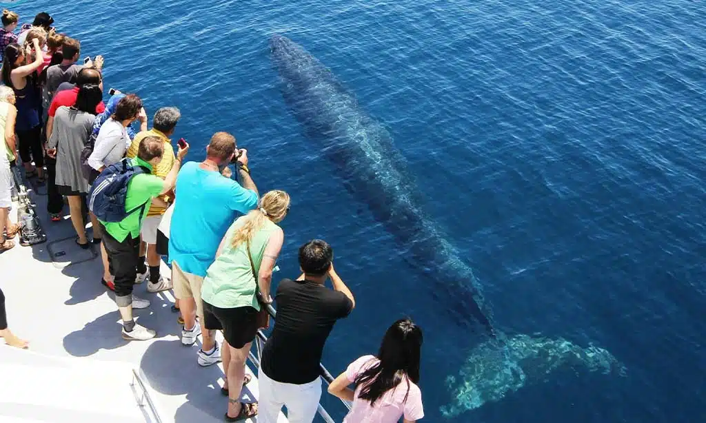 Best Time for Whale Watching