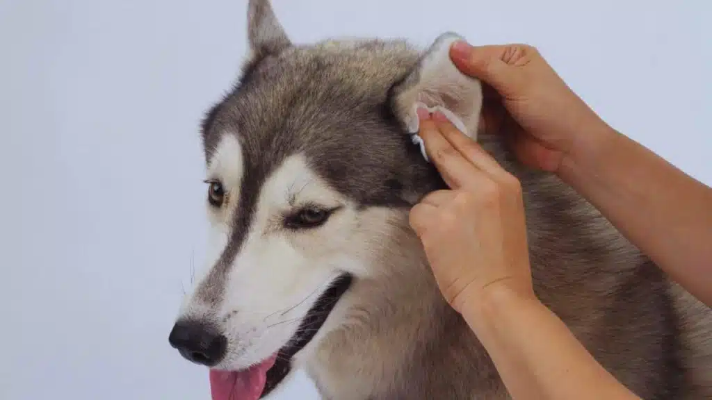 DIY Hacks to Remove Pet Odors