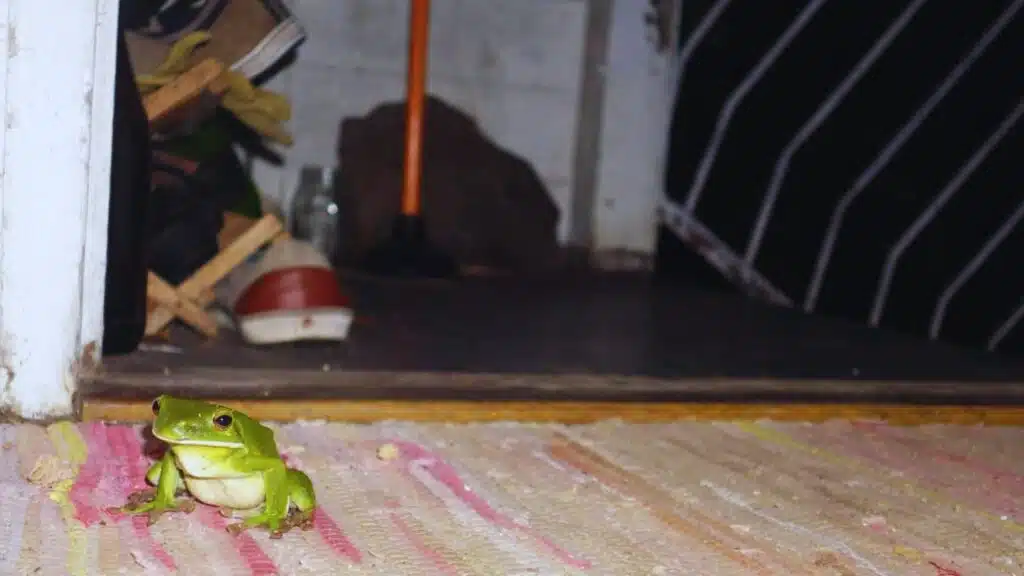 Get Rid of Frogs in Your Yard