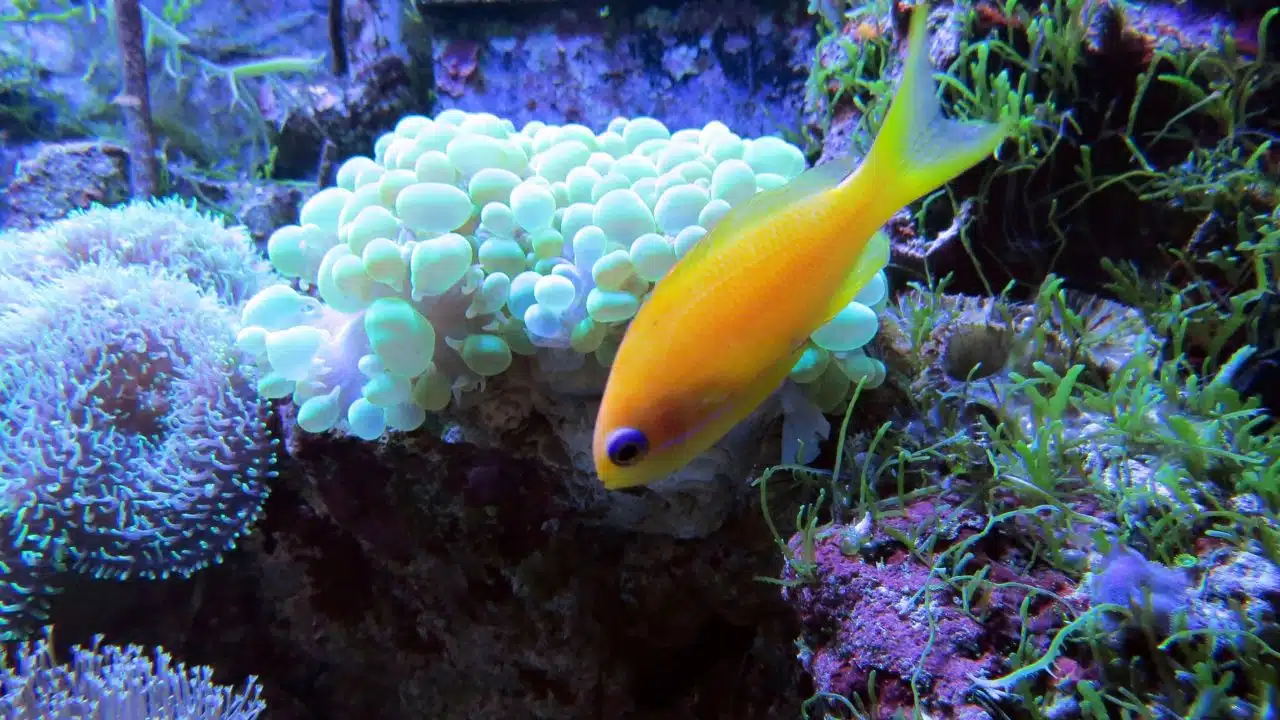 Helping Save the Maldives’ Coral Kingdoms