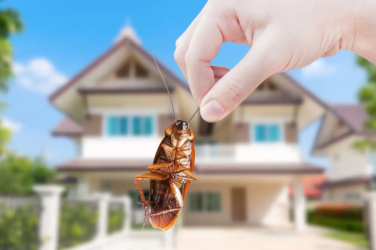 Household Pests and How to Prevent Them