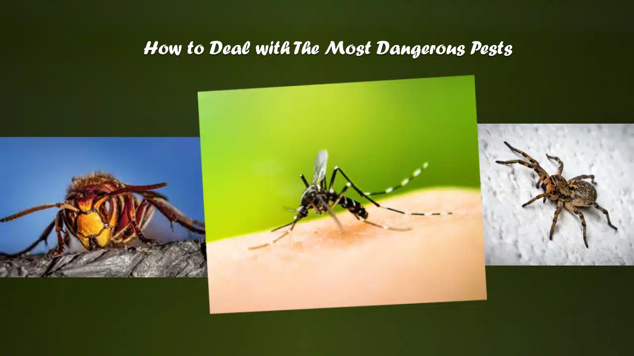 How to Deal with The Most Dangerous Pests