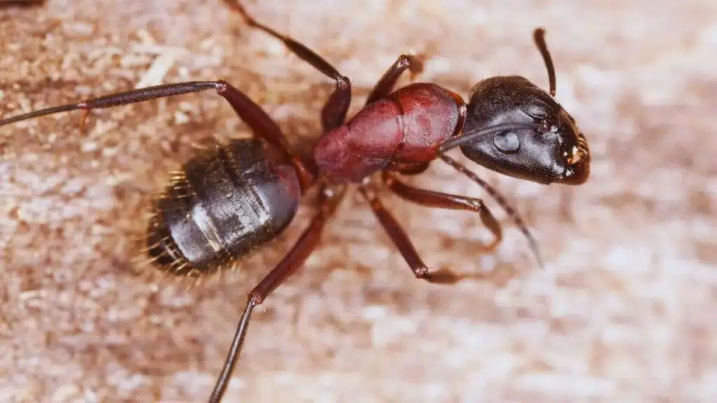 How to Get Rid of Carpenter Ants