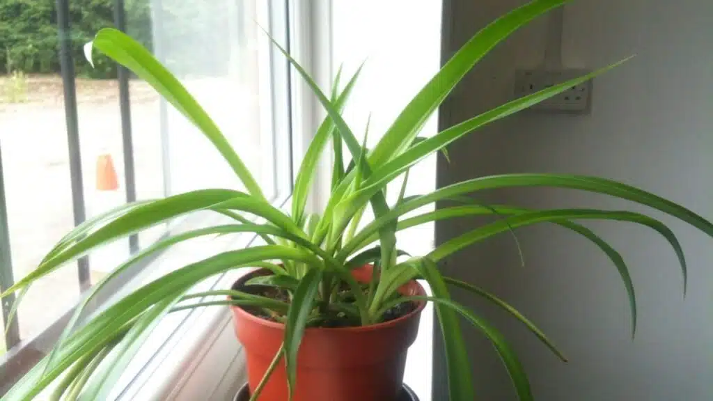 Indoor Plants for Cleaner Air