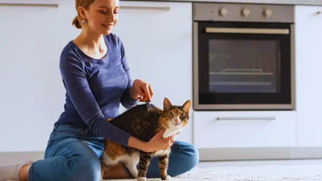 Smiling woman owner combing, brushing her cat. Comb hair.