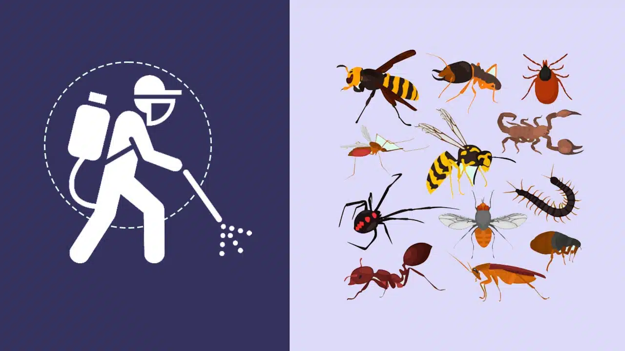 Most Dangerous Pests